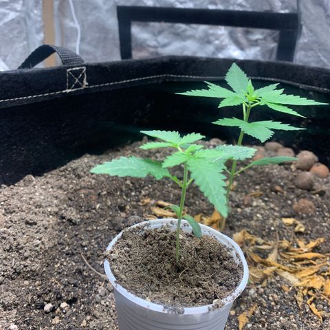 Critical Orange Punch growlog timeline photo