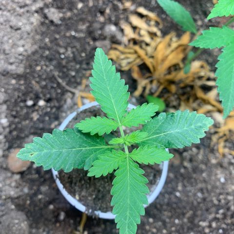 Critical Orange Punch growlog timeline photo