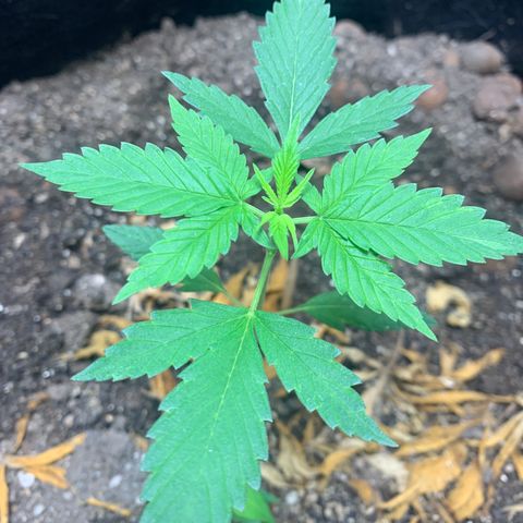 Mokums Tulip growlog timeline photo