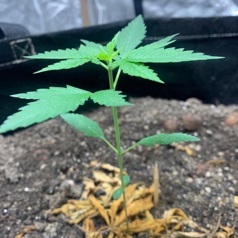 Mokums Tulip growlog timeline photo