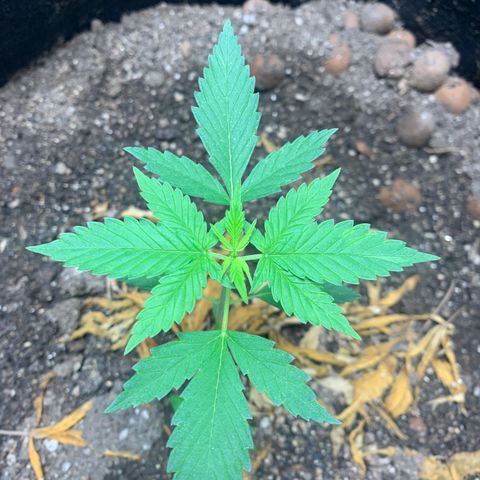 Mokums Tulip growlog timeline photo