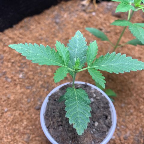 Critical Orange Punch growlog timeline photo