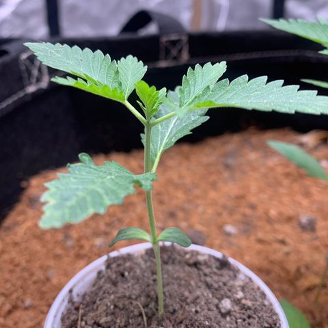 Critical Orange Punch growlog timeline photo