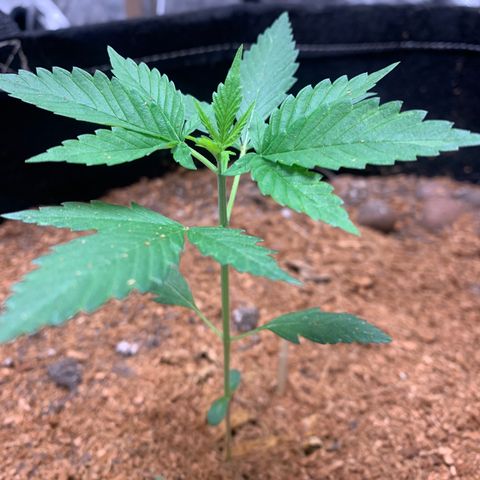 Mokums Tulip growlog timeline photo