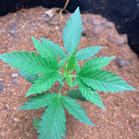 Mokums Tulip growlog timeline photo