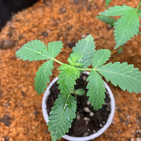 Critical Orange Punch growlog timeline photo