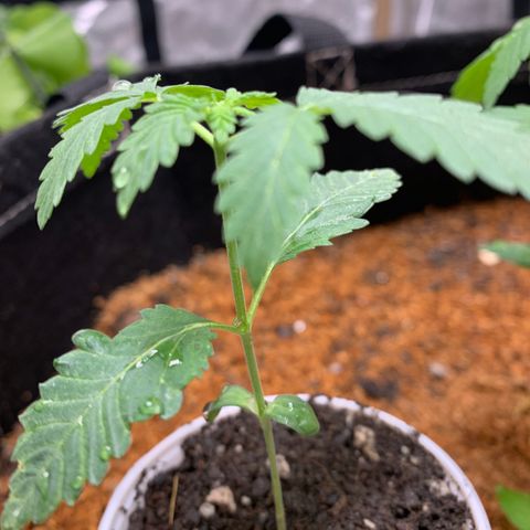 Critical Orange Punch growlog timeline photo