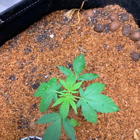 Mokums Tulip growlog timeline photo