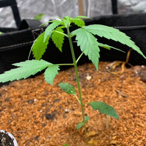 Mokums Tulip growlog timeline photo