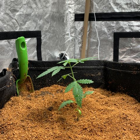 Critical Orange Punch growlog photo: Transplante 