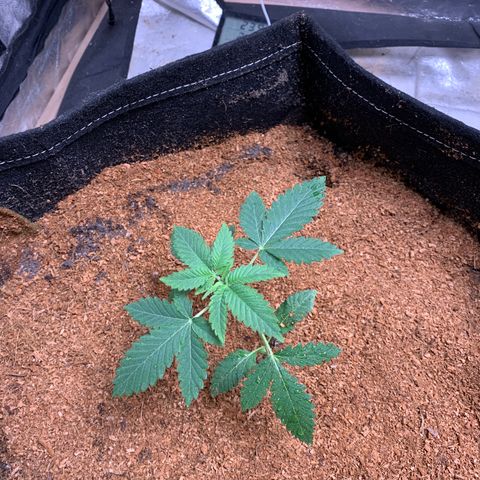 Critical Orange Punch growlog photo: Transplante 