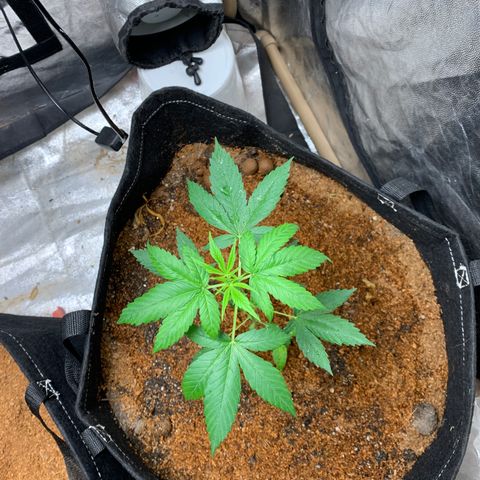 Mokums Tulip growlog timeline photo
