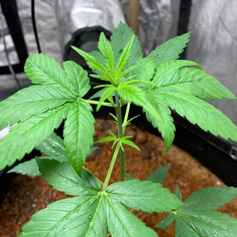 Mokums Tulip growlog timeline photo