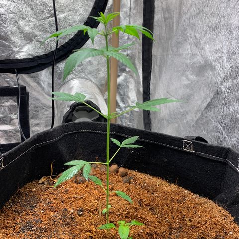 Mokums Tulip growlog timeline photo
