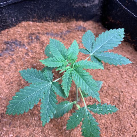Critical Orange Punch growlog timeline photo