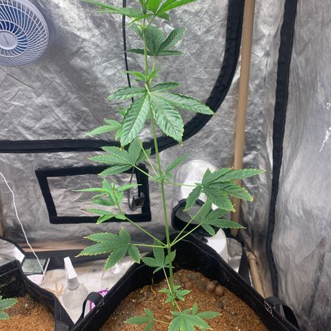 Mokums Tulip growlog timeline photo