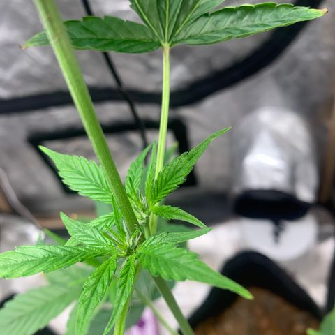 Mokums Tulip growlog timeline photo