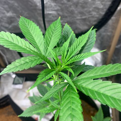 Mokums Tulip growlog timeline photo