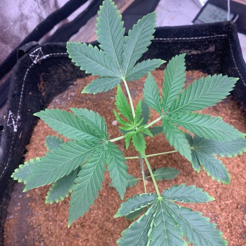 Critical Orange Punch growlog timeline photo