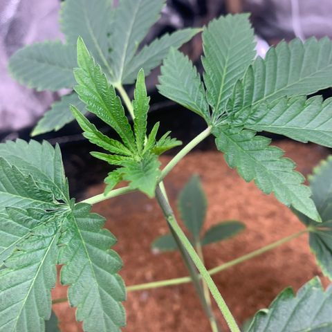 Critical Orange Punch growlog timeline photo