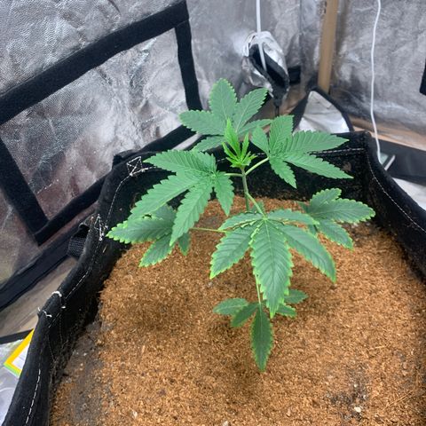 Critical Orange Punch growlog timeline photo