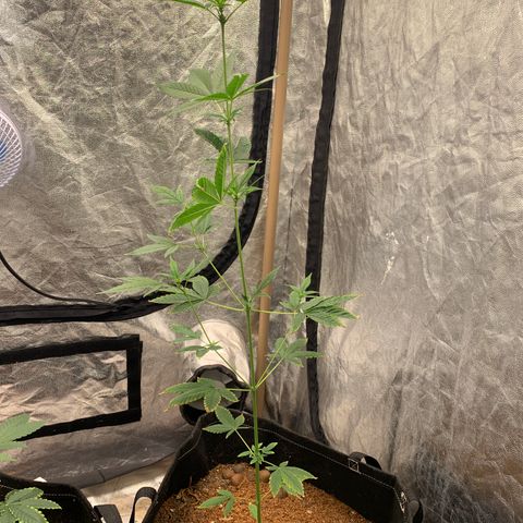 Mokums Tulip growlog photo: 1 dia com led novo 
