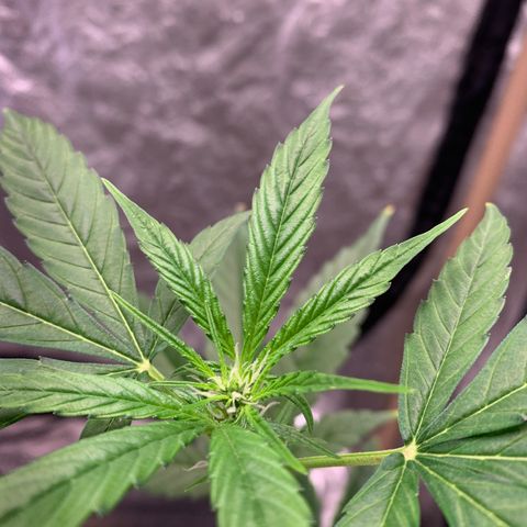 Mokums Tulip growlog photo: 1 dia com led novo 