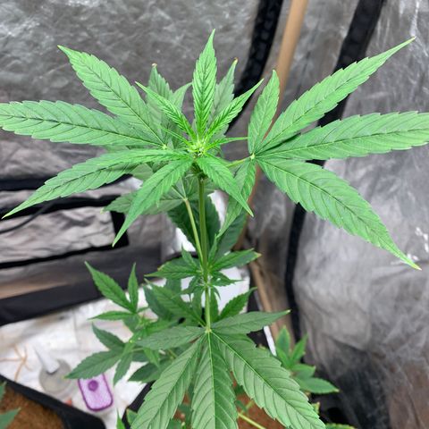 Mokums Tulip growlog photo: 1 dia com led novo 