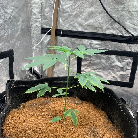 Critical Orange Punch growlog photo: 1 dia com led novo 
