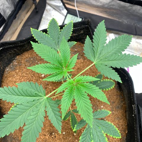 Critical Orange Punch growlog photo: 1 dia com led novo 