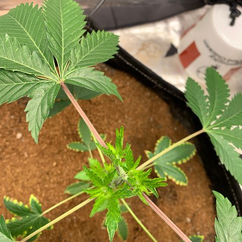 Critical Orange Punch growlog photo: Resultado da poda 