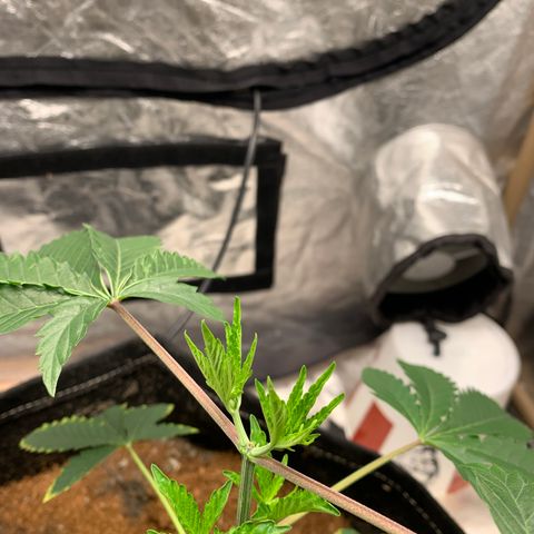 Critical Orange Punch growlog photo: Resultado da poda 