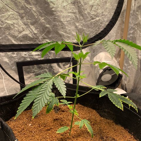 Critical Orange Punch growlog photo: Resultado da poda 