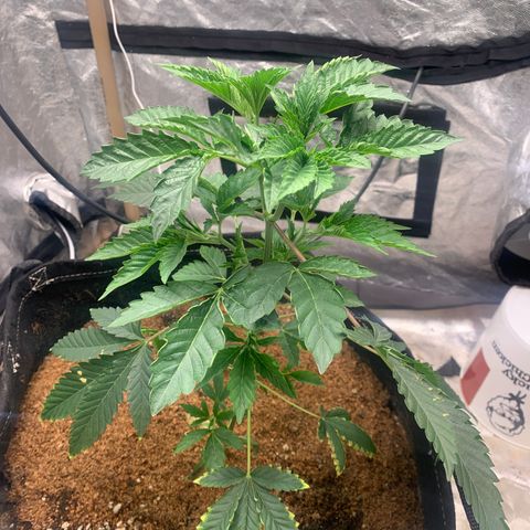 Critical Orange Punch growlog timeline photo