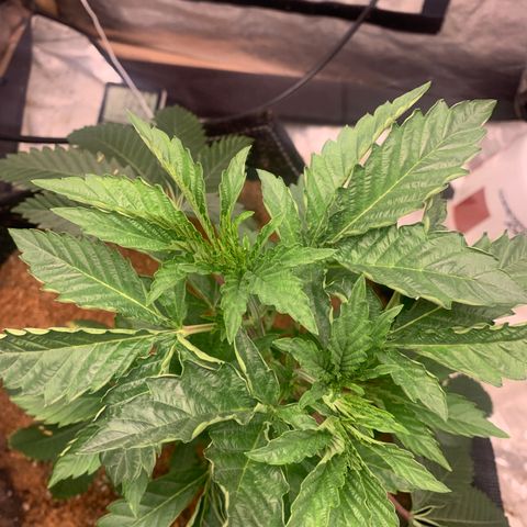Critical Orange Punch growlog timeline photo