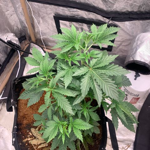 Critical Orange Punch growlog photo: Rega com JFL + pirolen 