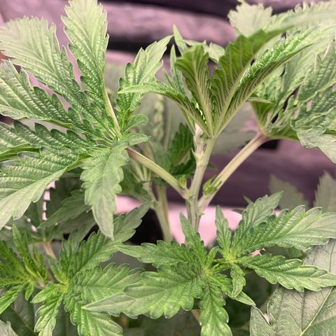 Critical Orange Punch growlog photo: Rega com JFL + pirolen 