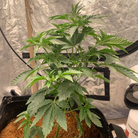 Critical Orange Punch growlog photo: Rega com JFL + pirolen 