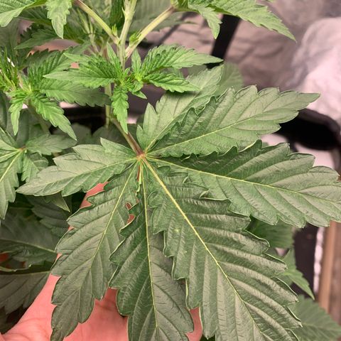 Critical Orange Punch growlog photo: Rega com JFL + pirolen 
