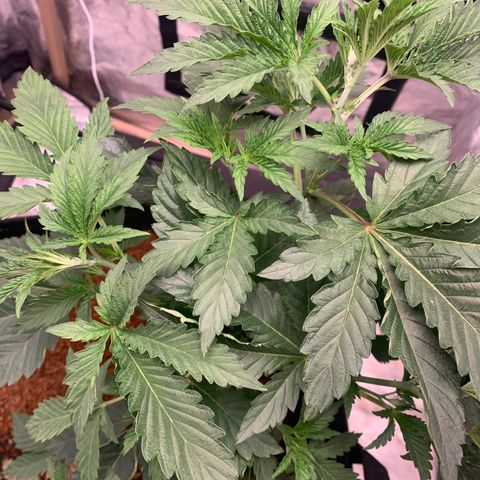 Critical Orange Punch growlog timeline photo