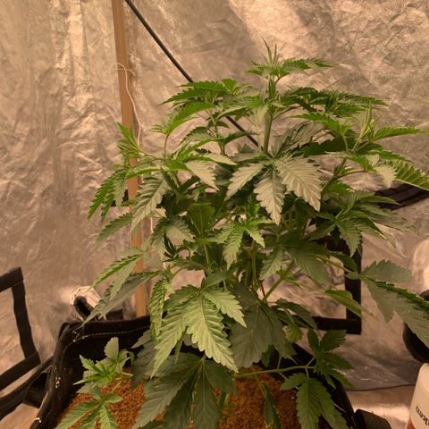 Critical Orange Punch growlog timeline photo