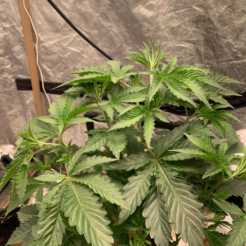 Critical Orange Punch growlog timeline photo