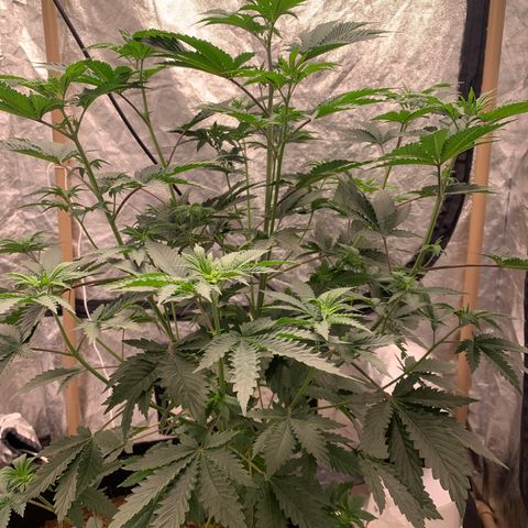 Critical Orange Punch growlog timeline photo