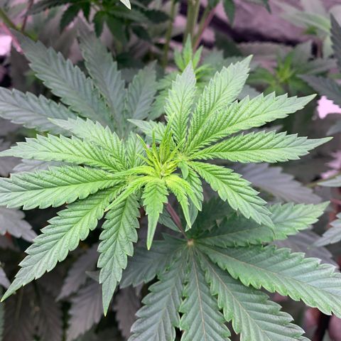 Critical Orange Punch growlog timeline photo