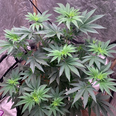 Critical Orange Punch growlog timeline photo