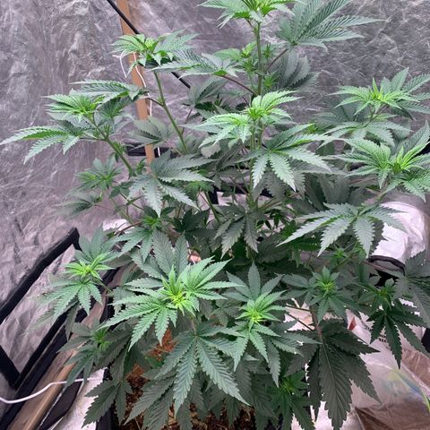 Critical Orange Punch growlog timeline photo