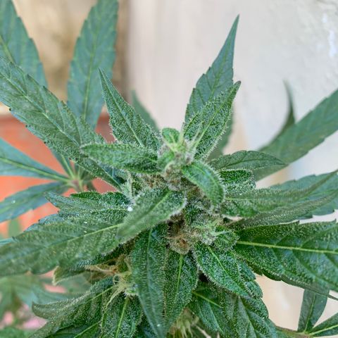 Mokums Tulip growlog timeline photo