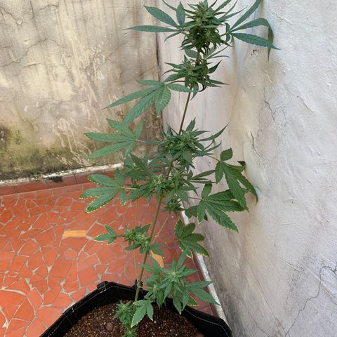Mokums Tulip growlog timeline photo