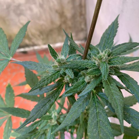 Mokums Tulip growlog timeline photo