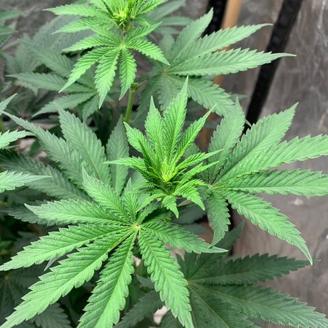 Critical Orange Punch growlog timeline photo